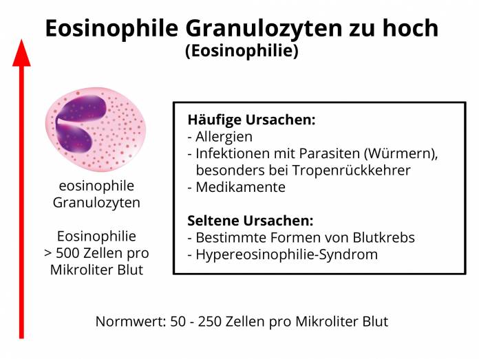 Eosinophile Granulozyten zu hoch