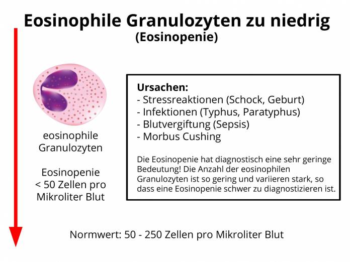 Eosinophile Granulozyten zu niedrig