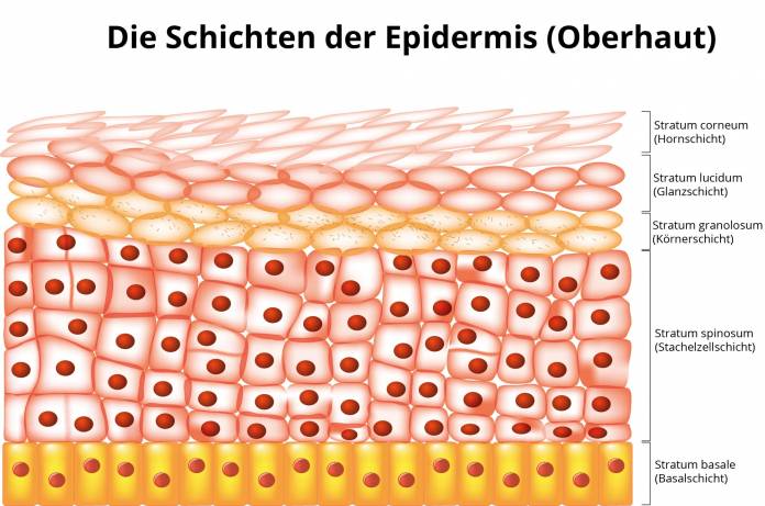 Epidermis Schichten