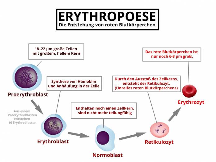 Erythropoese