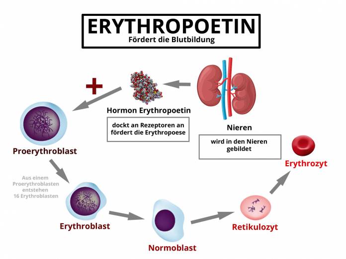 Erythropoetin Kreislauf