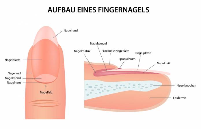 Aufbau des Fingernagels