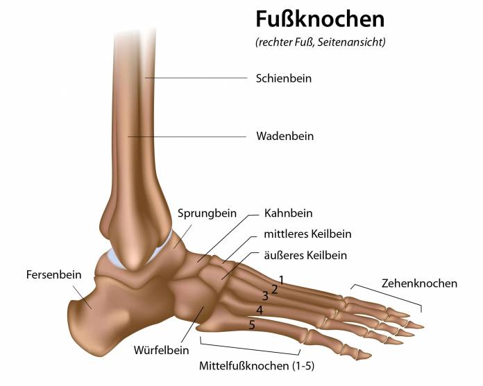 Knochen des menschlichen Fußes