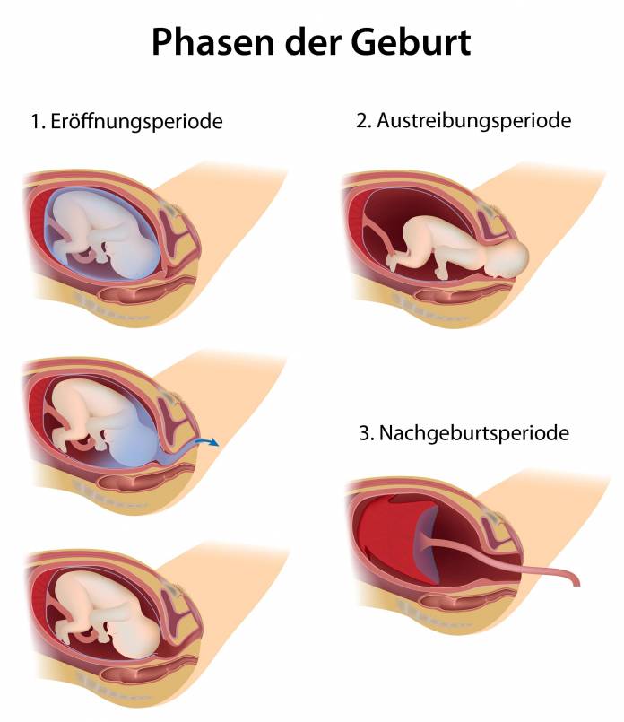 Phasen der Geburt