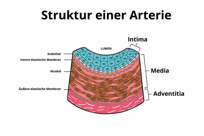 Struktur einer Arterie (Gefäßwand Intima, Media, Adventitia)