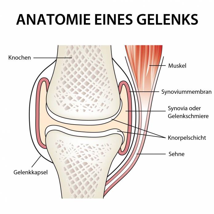 Anatomie eines Gelenks