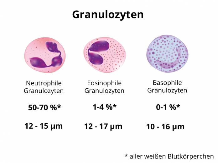 Granulozyten