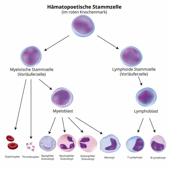 Hämatopoese (Blutbildung)