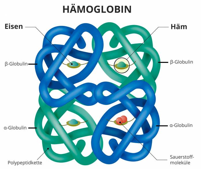 Hämoglobin