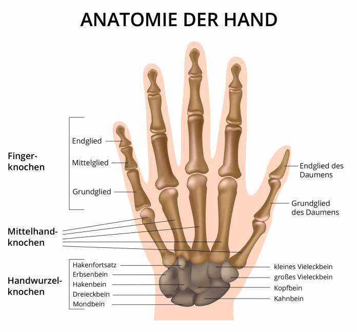 Anatomie der Hand