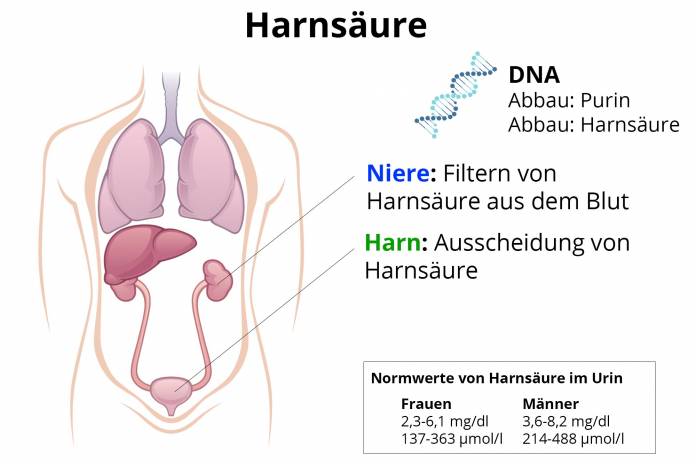 Harnsäure - Nierenwert