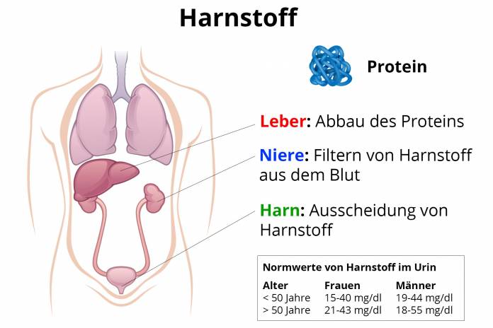 Harnstoff - Nierenwert