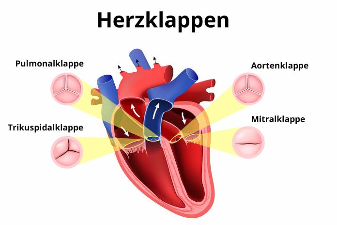 Herzklappen