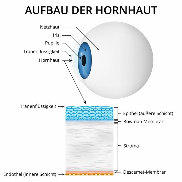 Aufbau der Hornhaut