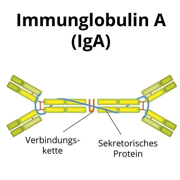 Immunglobulin A (IgA