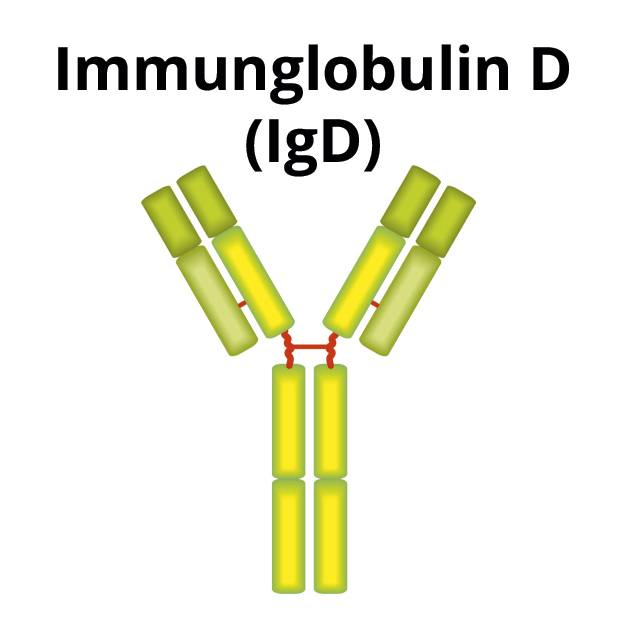 Immunglobulin D (IgD)