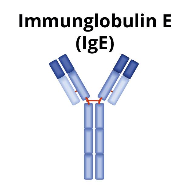 Immunglobulin E - IgE