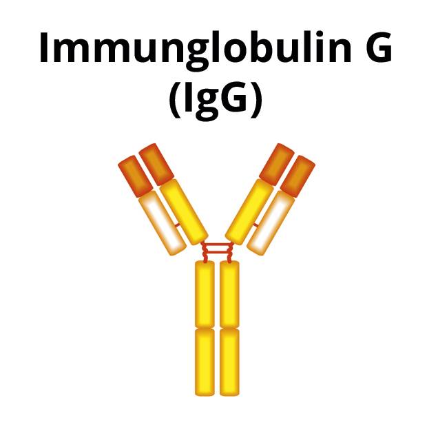 Immunglobulin G (IgG)