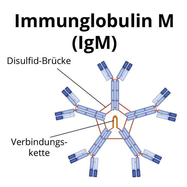 Immungllobulin M (IgM)