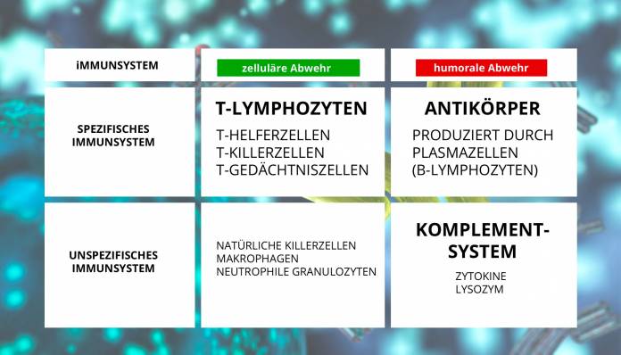 Immunsystem