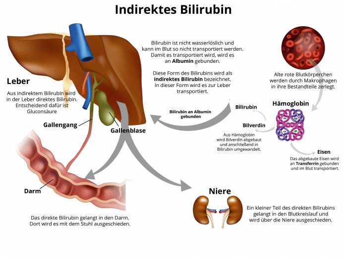 Indirektes Bilirubin