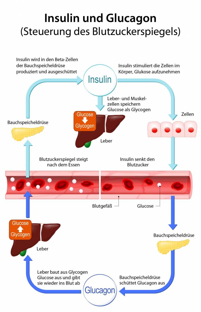 Insulin und Glucagon (Blutzuckerspiegel)
