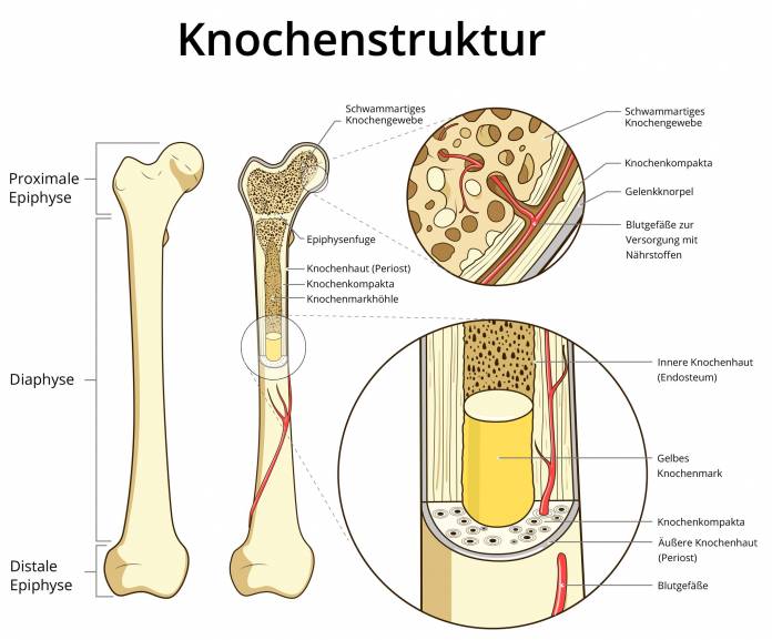 Knochenstruktur Röhrenknochen