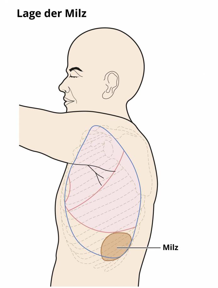 Lage der Milz