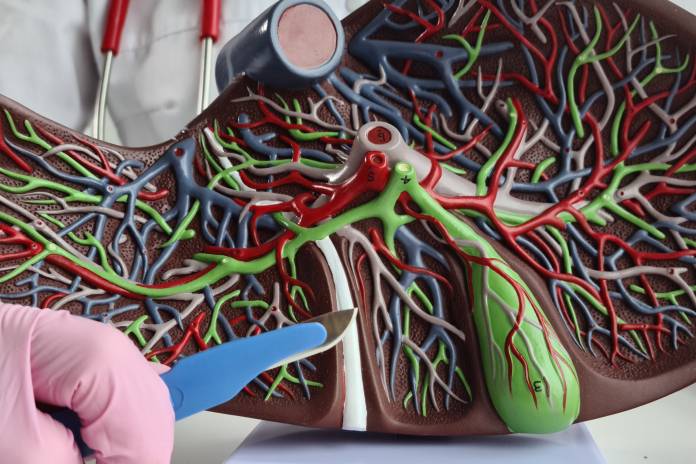 Lebermetastasen - Ursachen, optimale Behandlung