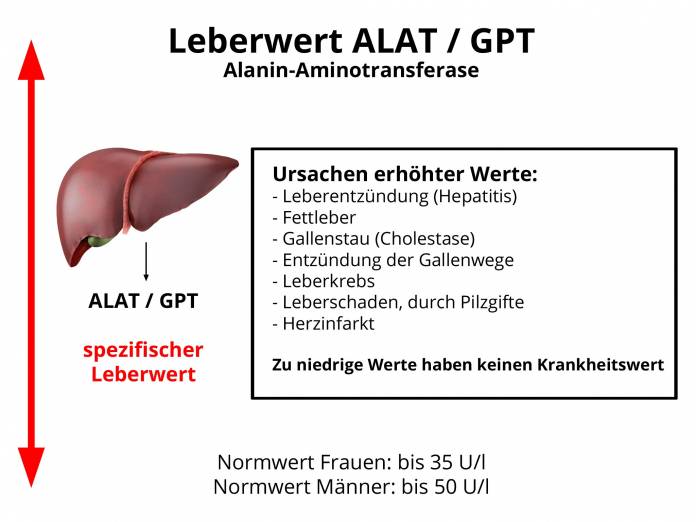 Leberwert ALT, GPT