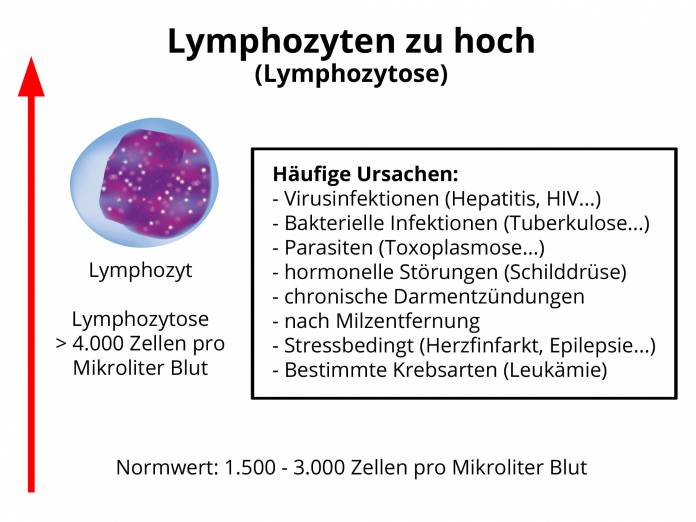 Lymphozyten zu hoch Lymphozytose 187 Blutwert erh 246 ht