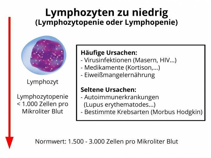 Lymphozyten zu niedrig
