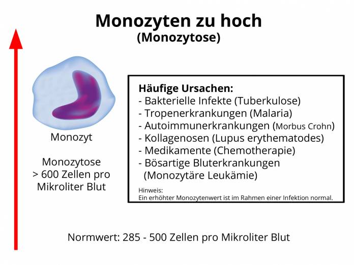 Monozyten zu hoch (Monozytose)