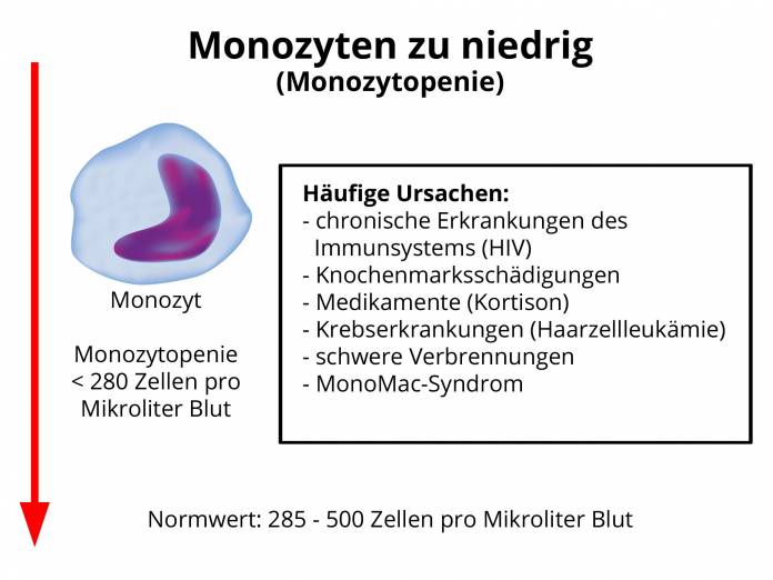 Monozyten zu niedrig (Monozytopenie)