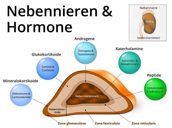 Hormone, die in der Nebennierenrinde produziert werden