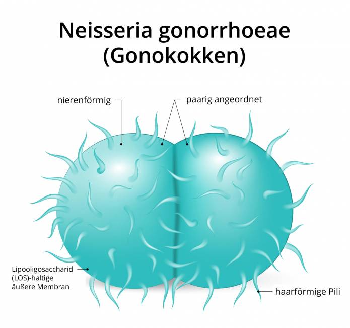 Neisseria Gonorrhoeae