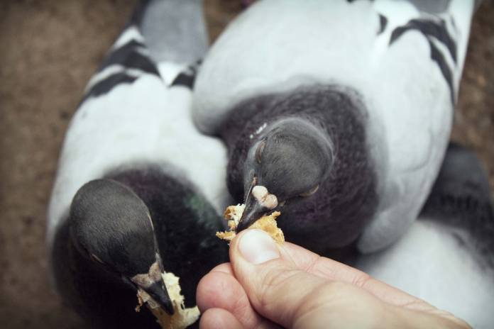 Zwei Tauben werden aus der Hand gefüttert