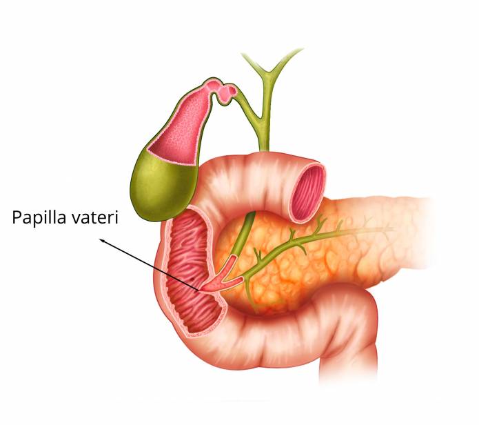 Papilla vateri