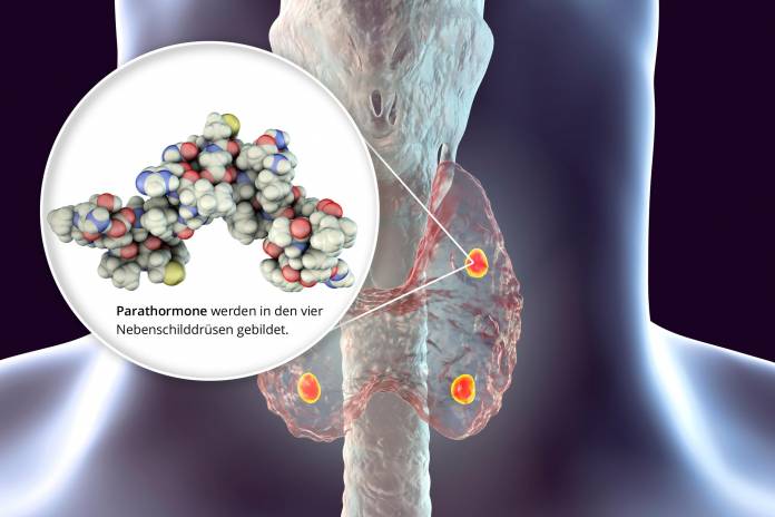 Parathormone, die in der Nebenschilddruese gebildet werden