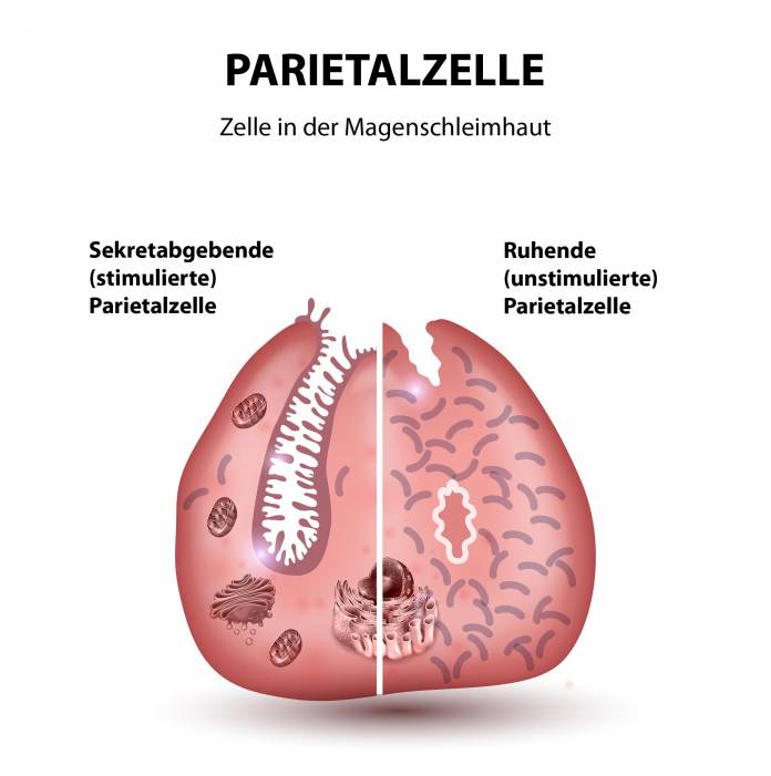 Parietalzelle