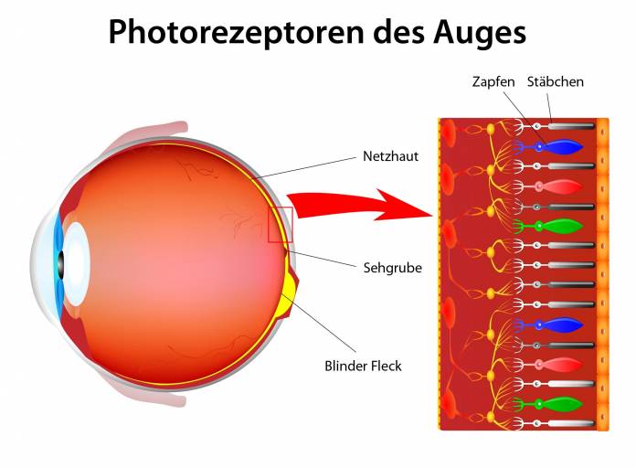 Photorezeptoren (Sehzellen) im Auge
