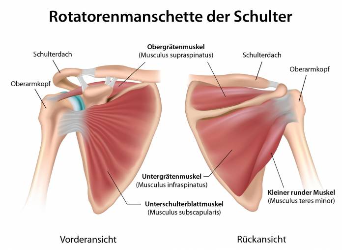 Muskeln der Rotatorenmanschette