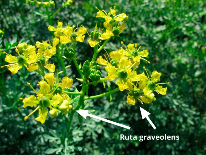 Ruta graveolens