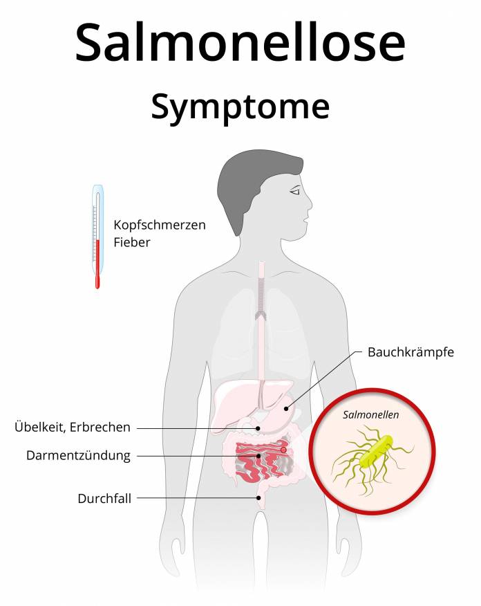 Symptome einer Salmonellose