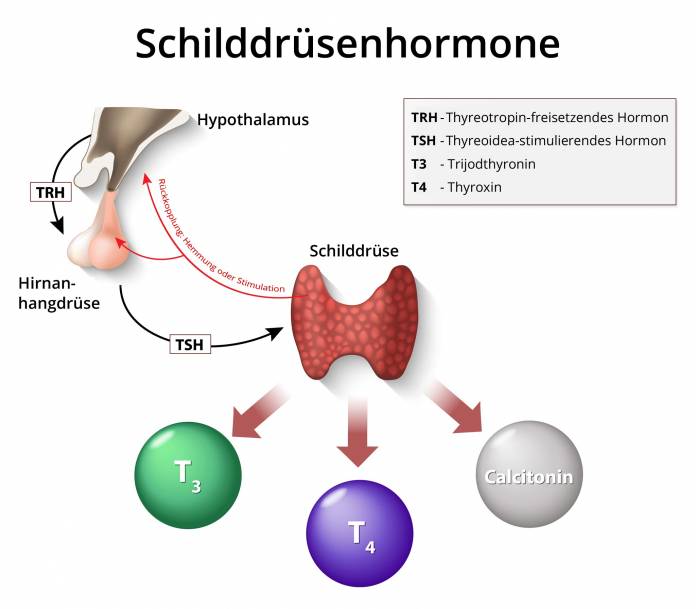 Schilddrüsenhormone