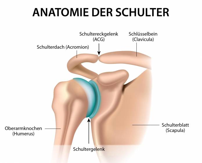 Anatomie der Schulter