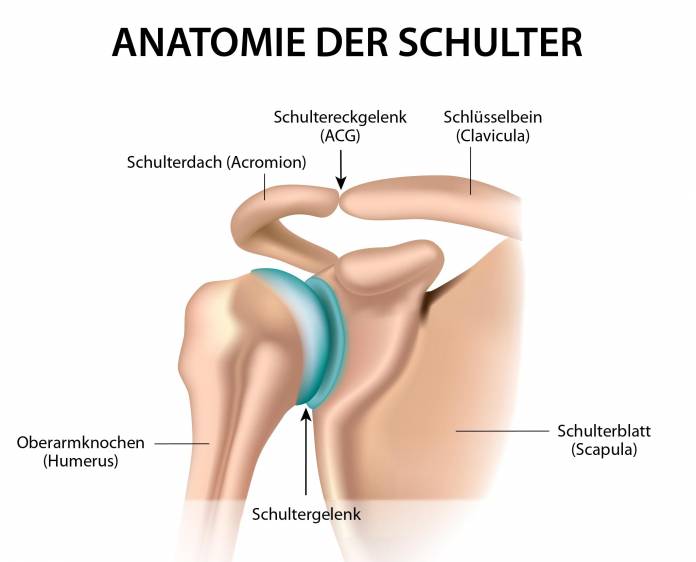 Anatomie der menschlichen Schulter