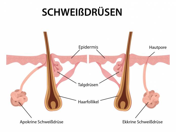 Schweißdrüsen