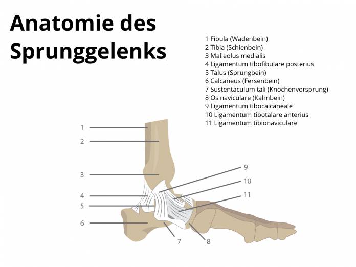 Anatomie des Sprunggelenks