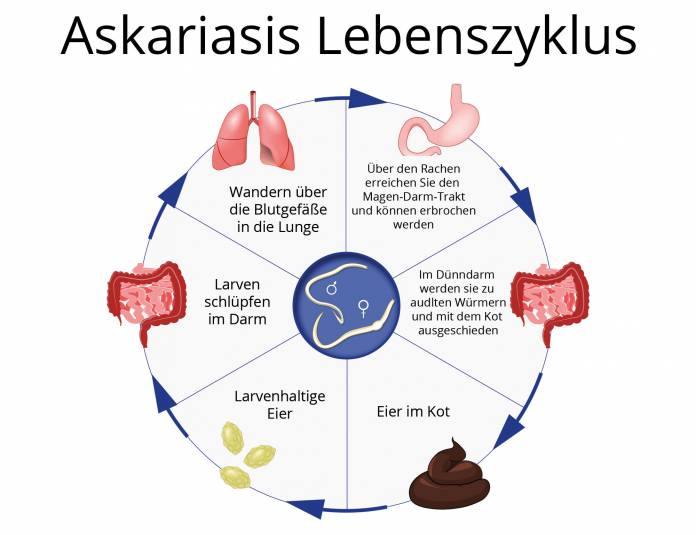 Spulwürmer Lebenszyklus